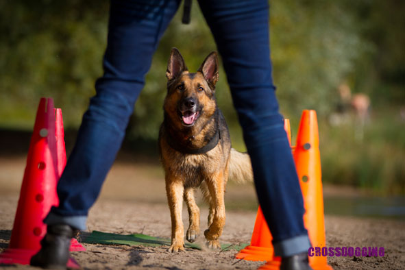 hundetraining bremen start