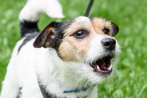 hundetraining bellen